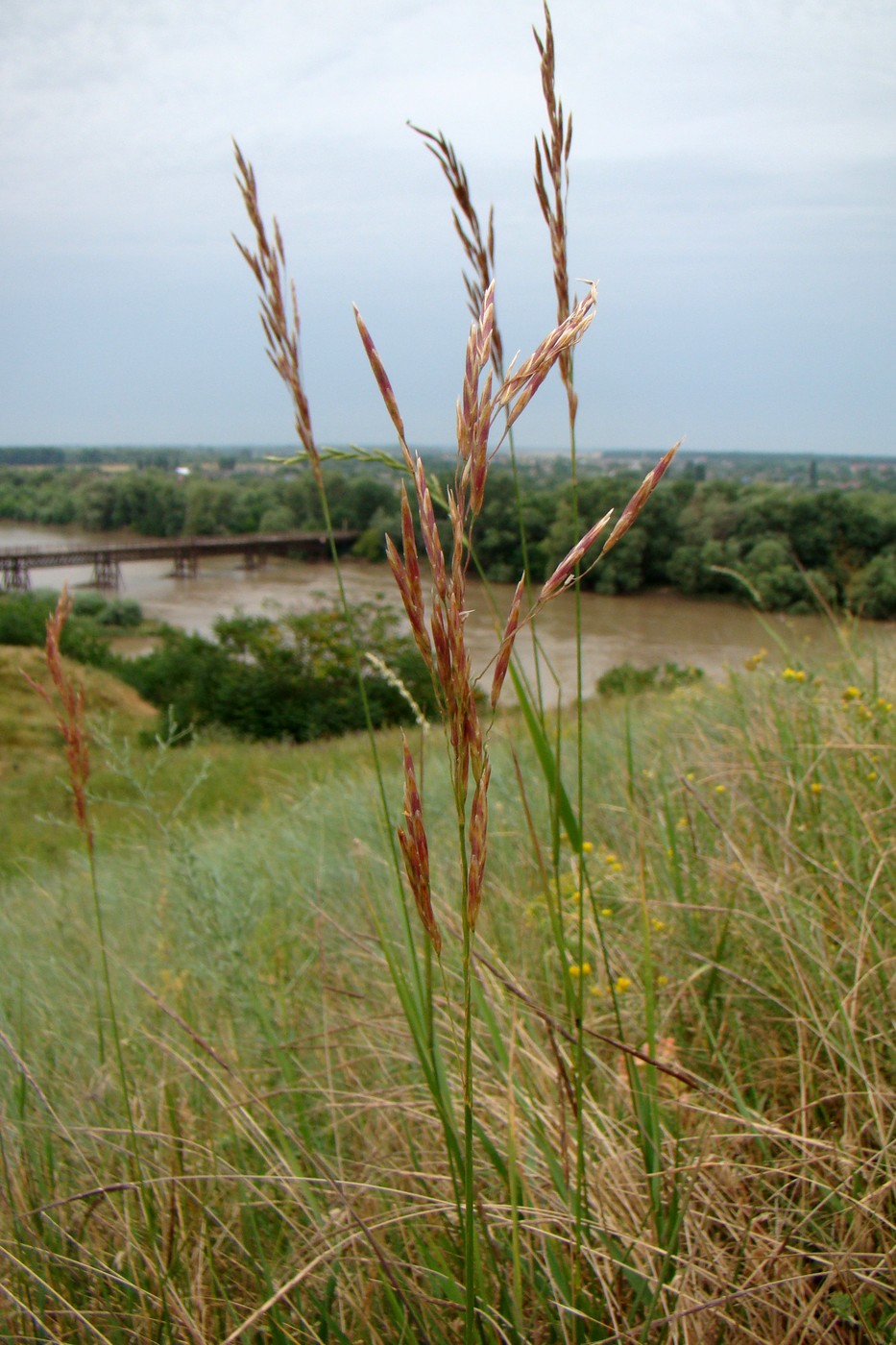 Image of Bromopsis inermis specimen.