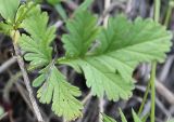 Erodium ciconium