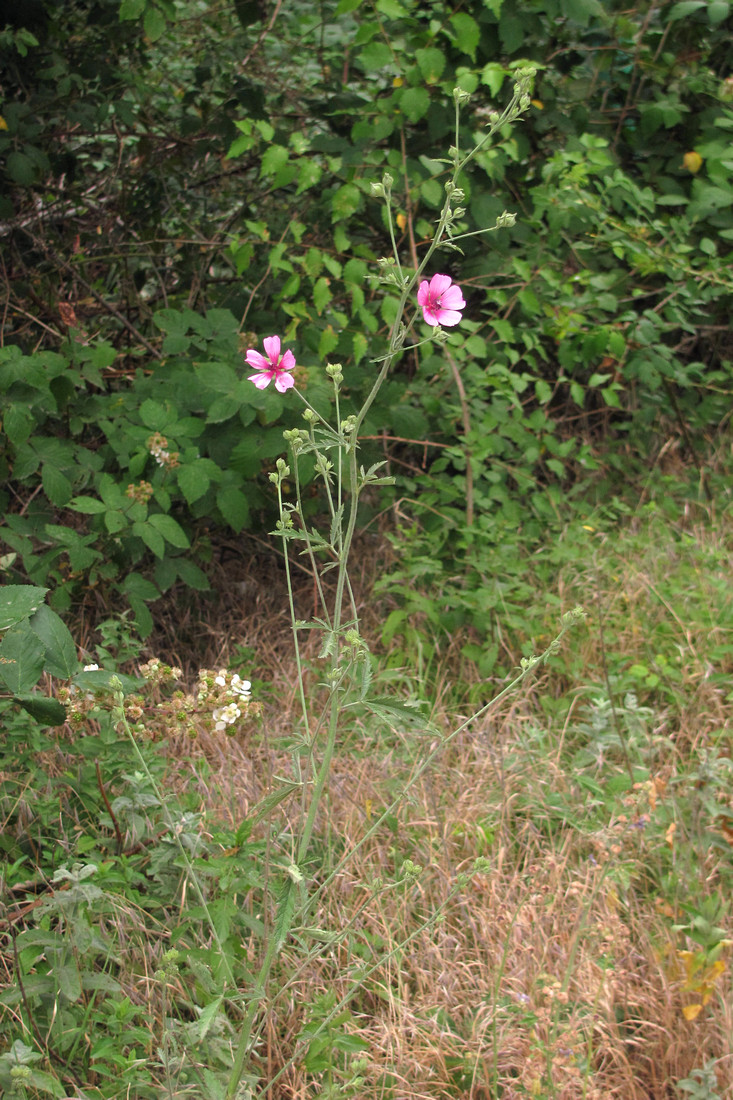 Image of Althaea cannabina specimen.