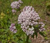 Valeriana wolgensis