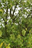 Acer negundo