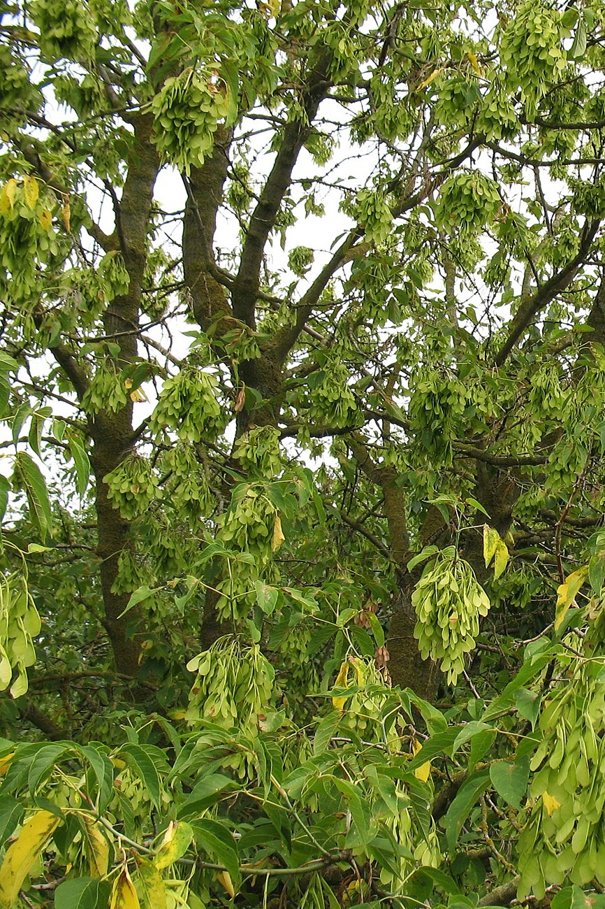 Image of Acer negundo specimen.