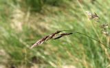 Festuca woronowii