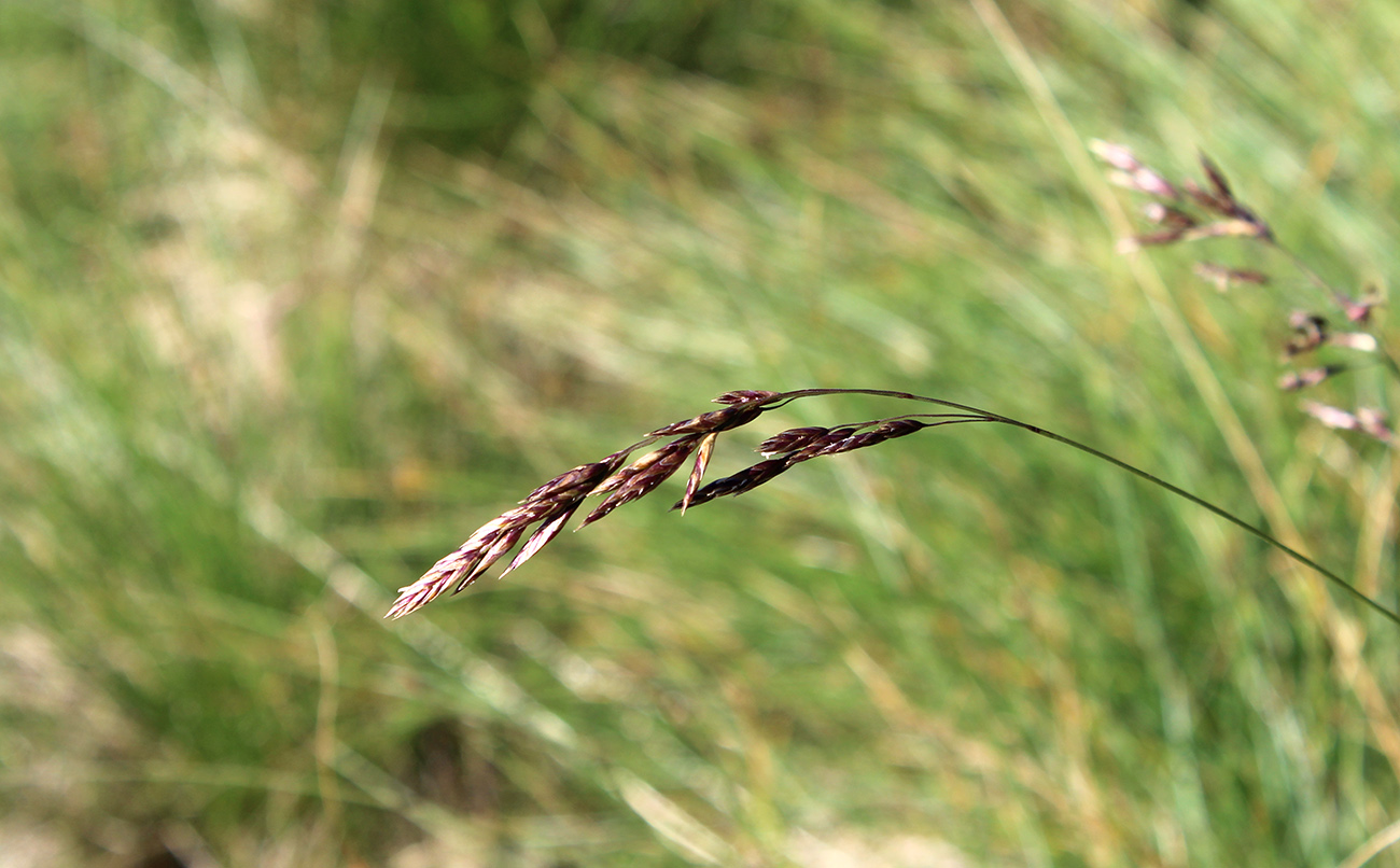 Изображение особи Festuca woronowii.