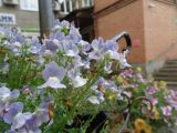 Nemesia caerulea