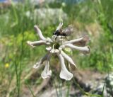 Silene lychnidea