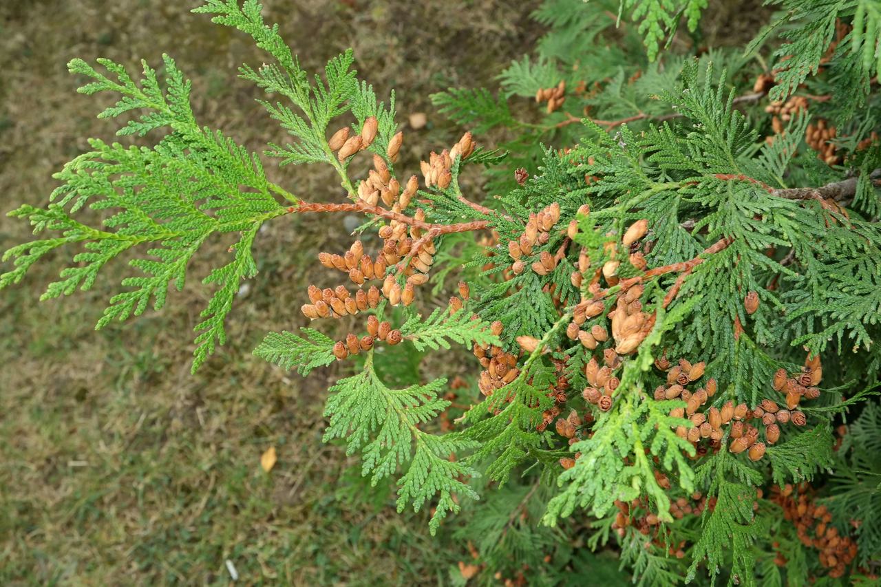 Image of Thuja occidentalis specimen.