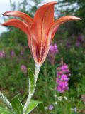 Lilium pensylvanicum