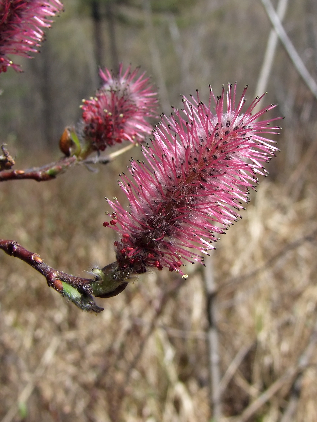 Изображение особи Salix saxatilis.