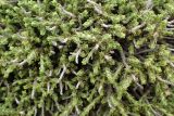Thymbra capitata