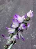 Astragalus alpinus. Соцветие. Чукотка, Билибинский р-н, окр. г. Билибино, склон сопки Орбита, обочина дороги. 29.06.2018.