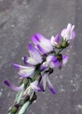 Astragalus alpinus