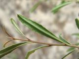 Rhamnus erythroxyloides