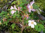 Rosa acicularis. Верхушка цветущего растения. Чукотка, Билибинский р-н, окр. г. Билибино, сопка Орбита. 07.07.2018.