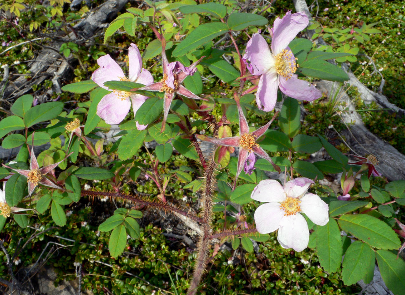 Image of Rosa acicularis specimen.