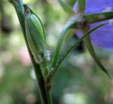 Campanula persicifolia. Бутон с бородками одноклеточных волосков в основании чашечки. Украина, Киевская обл., Мироновский р-н, Региональный ландшафтный парк \"Трахтемиров\", дубовый лес. 4 июня 2008 г.