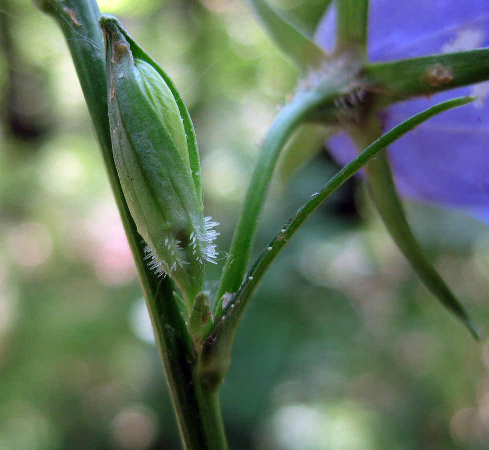 Изображение особи Campanula persicifolia.