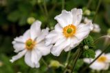 Anemone hupehensis. Верхушка побега с цветком и бутоном. Крым, пос. Партенит, парк \"Айвазовское\". 23.09.2018.