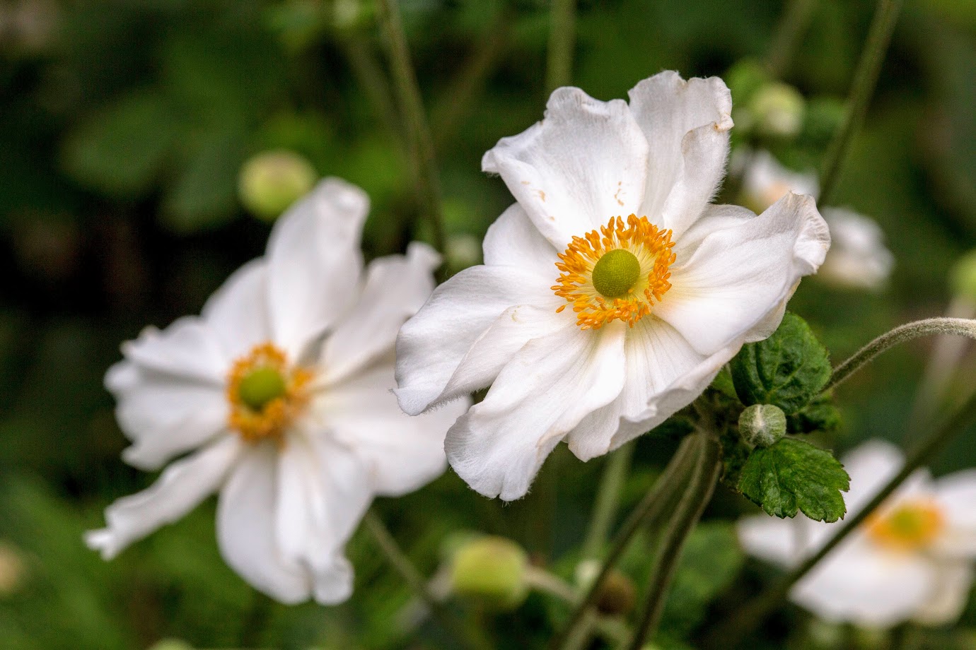 Image of Anemone hupehensis specimen.