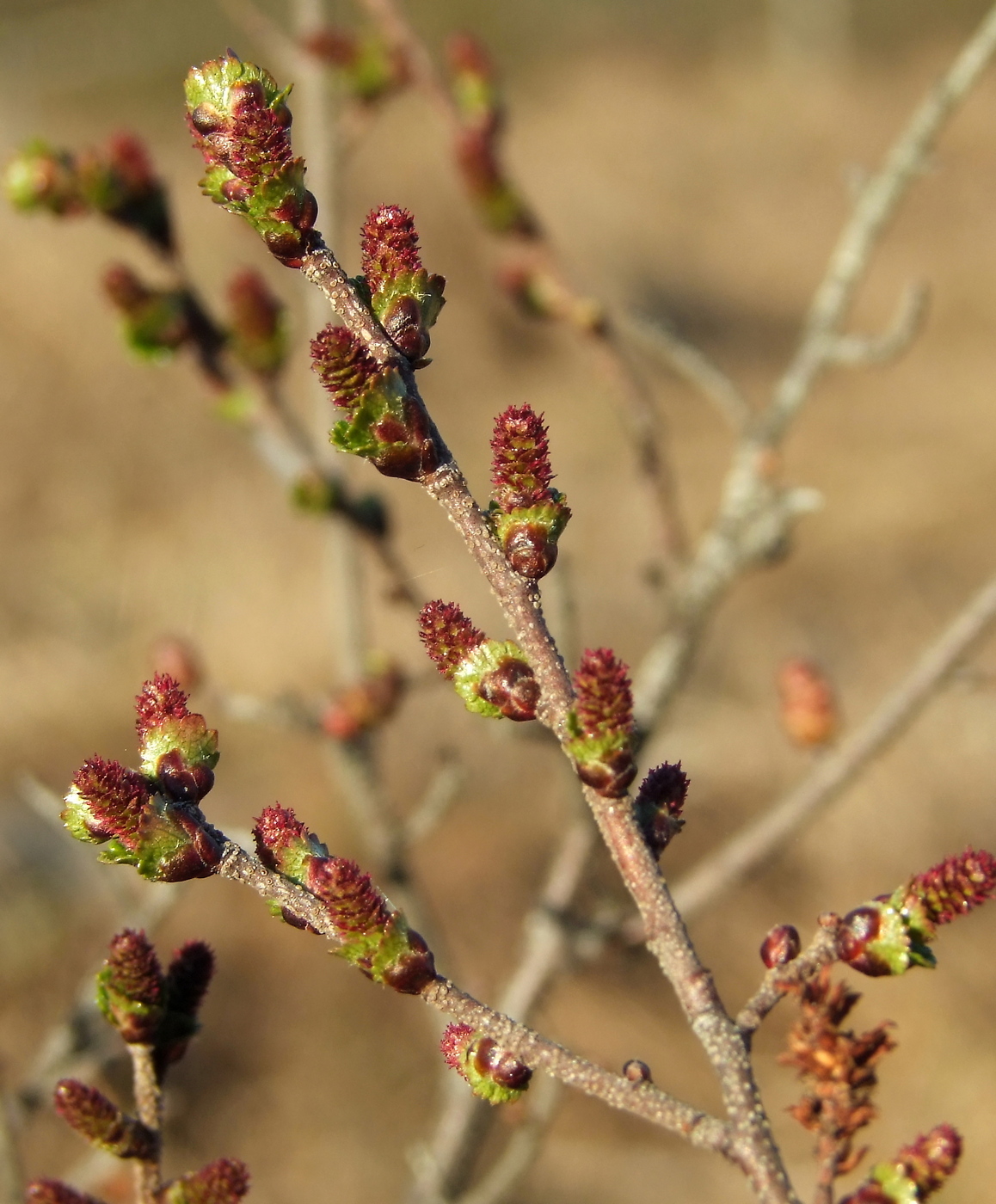 Image of Betula exilis specimen.