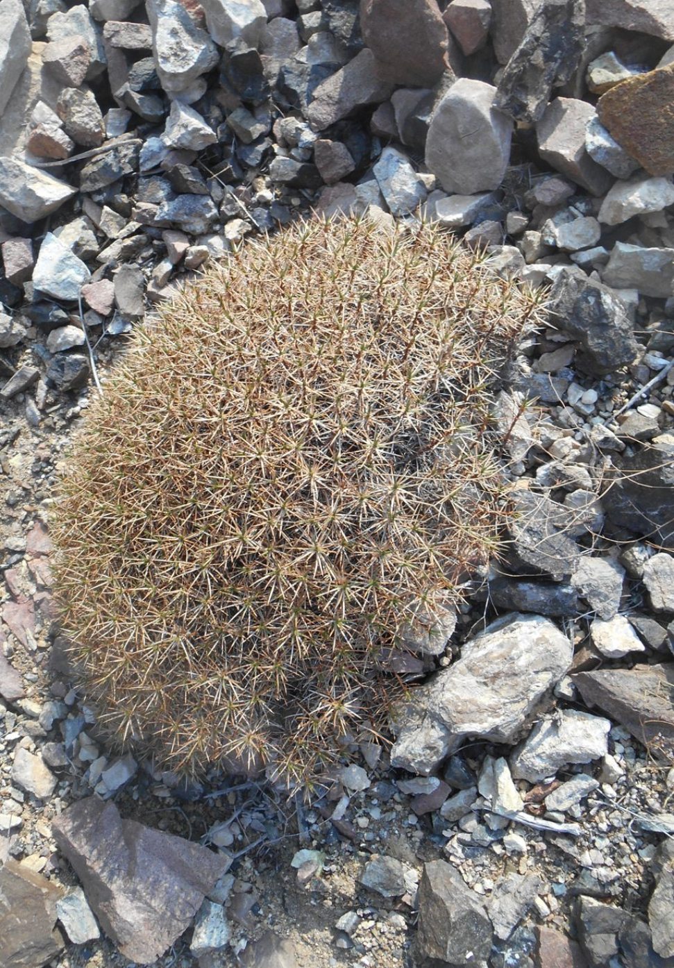 Image of genus Acantholimon specimen.