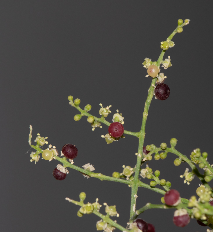 Image of Salvadora persica specimen.