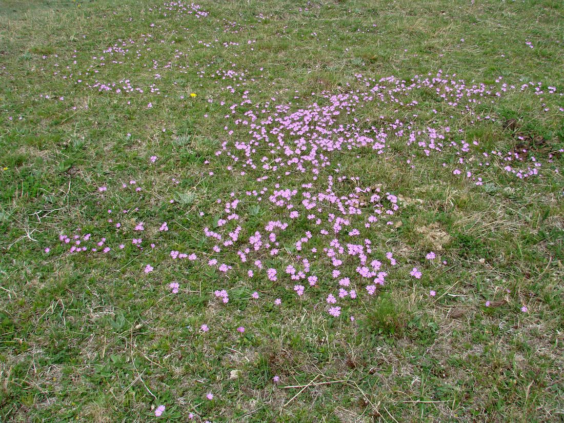 Image of Primula nutans specimen.