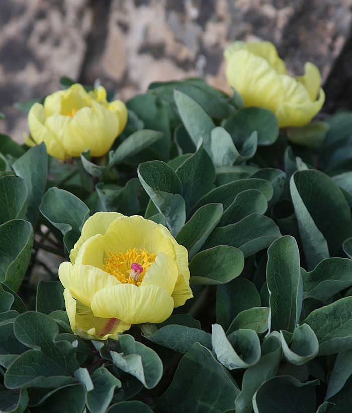 Image of Paeonia wendelboi specimen.