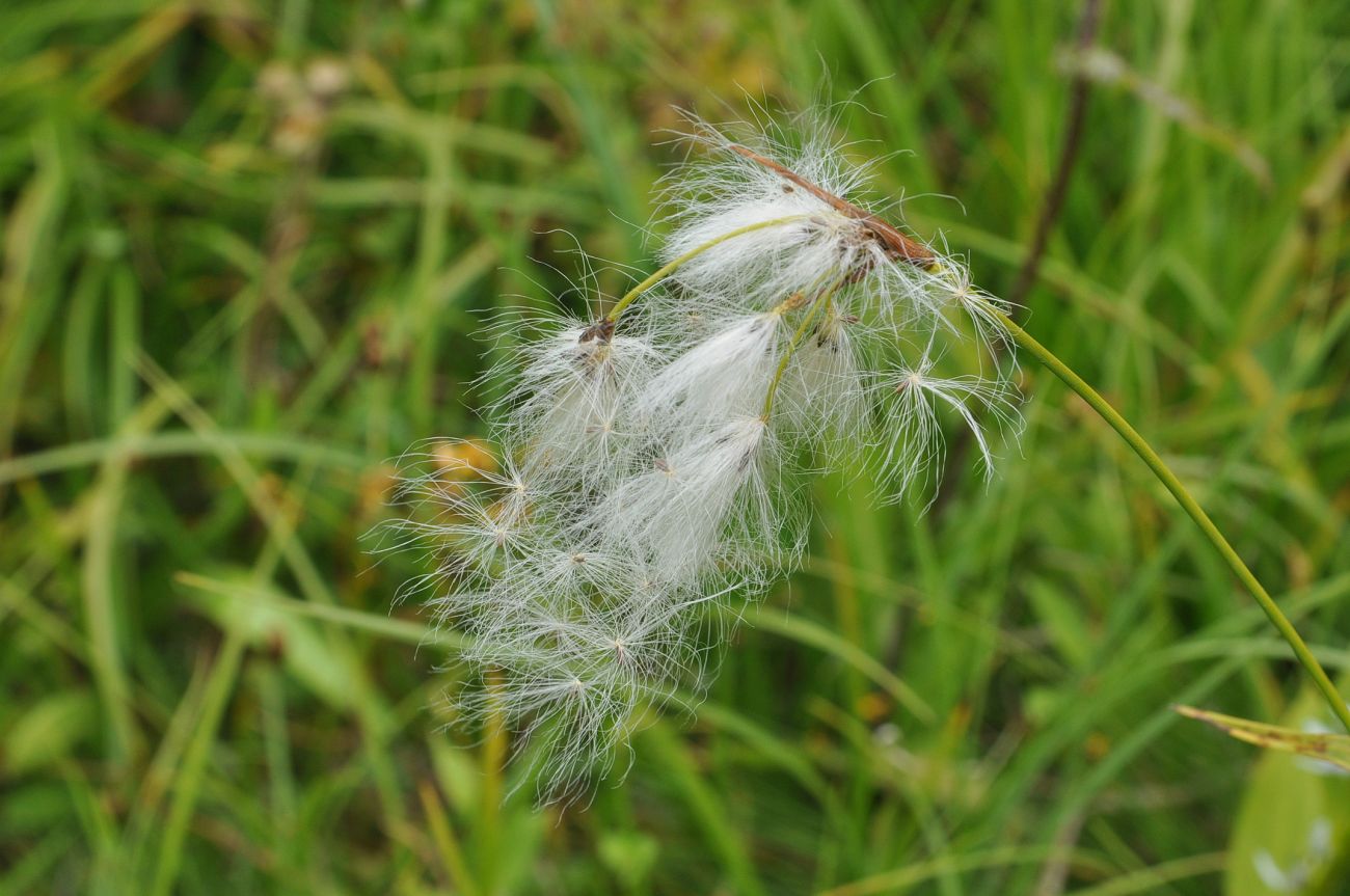 Image of genus Eriophorum specimen.