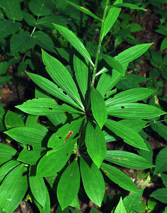 Изображение особи Lilium martagon.