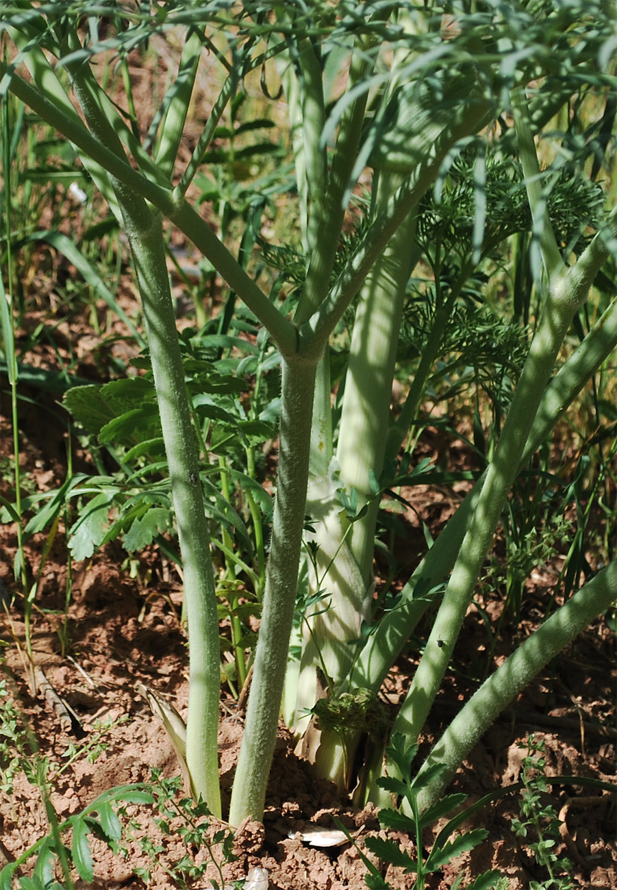 Изображение особи Ferula penninervis.