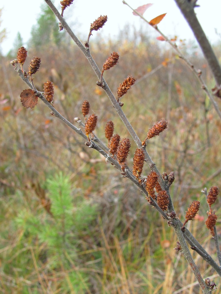 Image of Betula nana specimen.