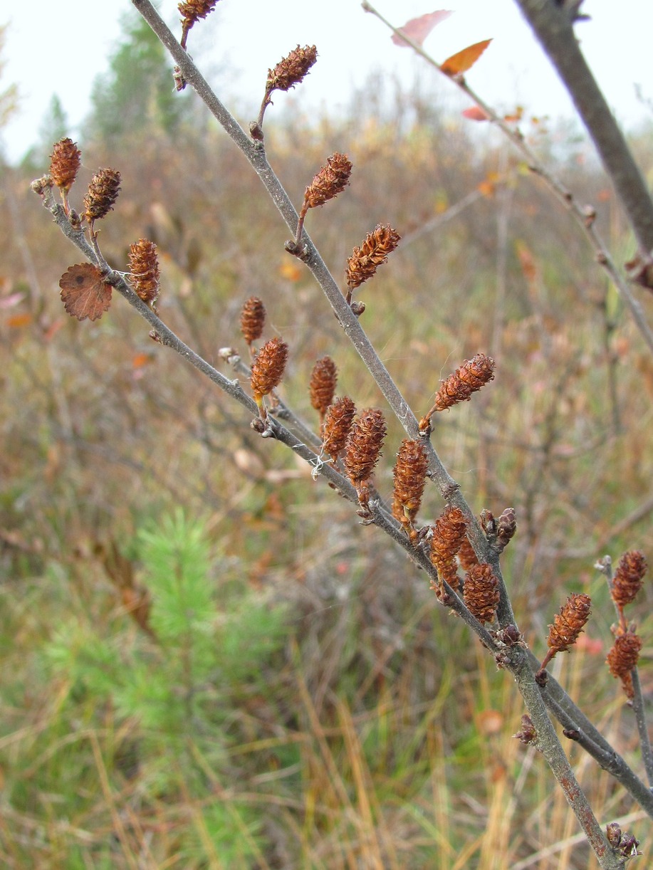 Изображение особи Betula nana.