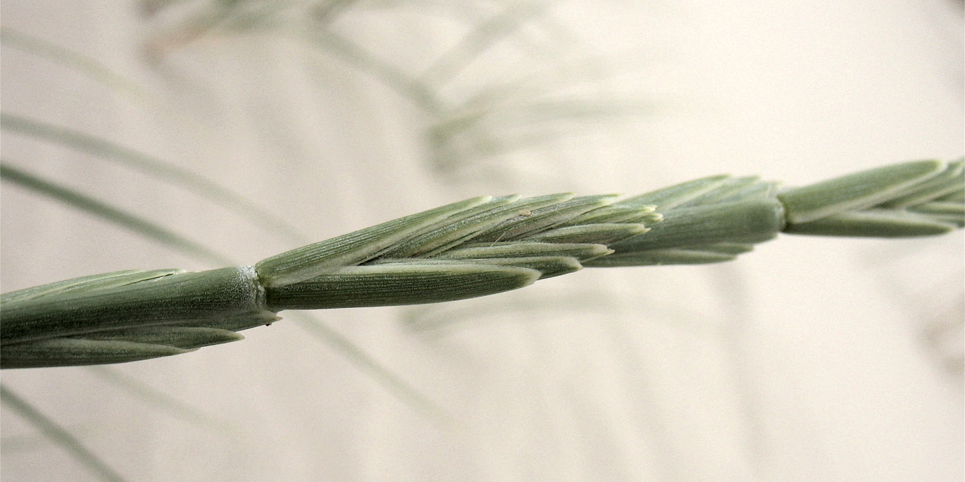 Image of Elytrigia junceiformis specimen.