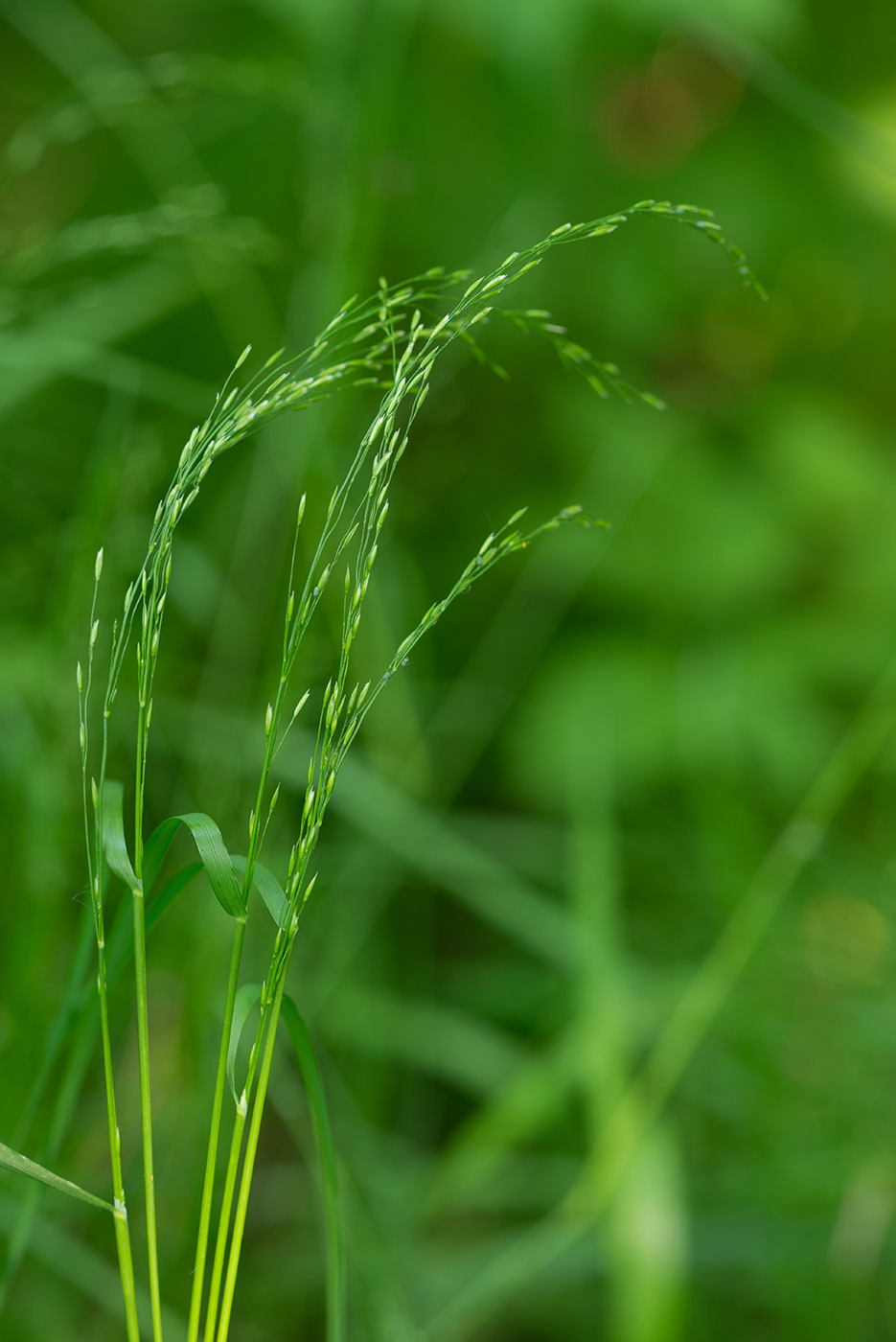 Image of Poa palustris specimen.