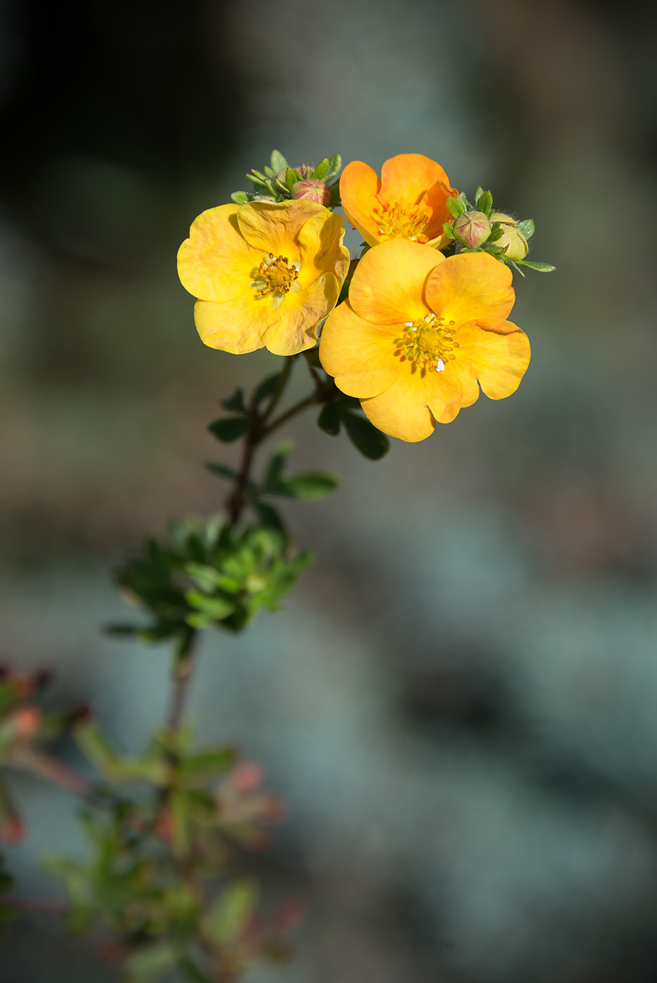 Image of Dasiphora fruticosa specimen.