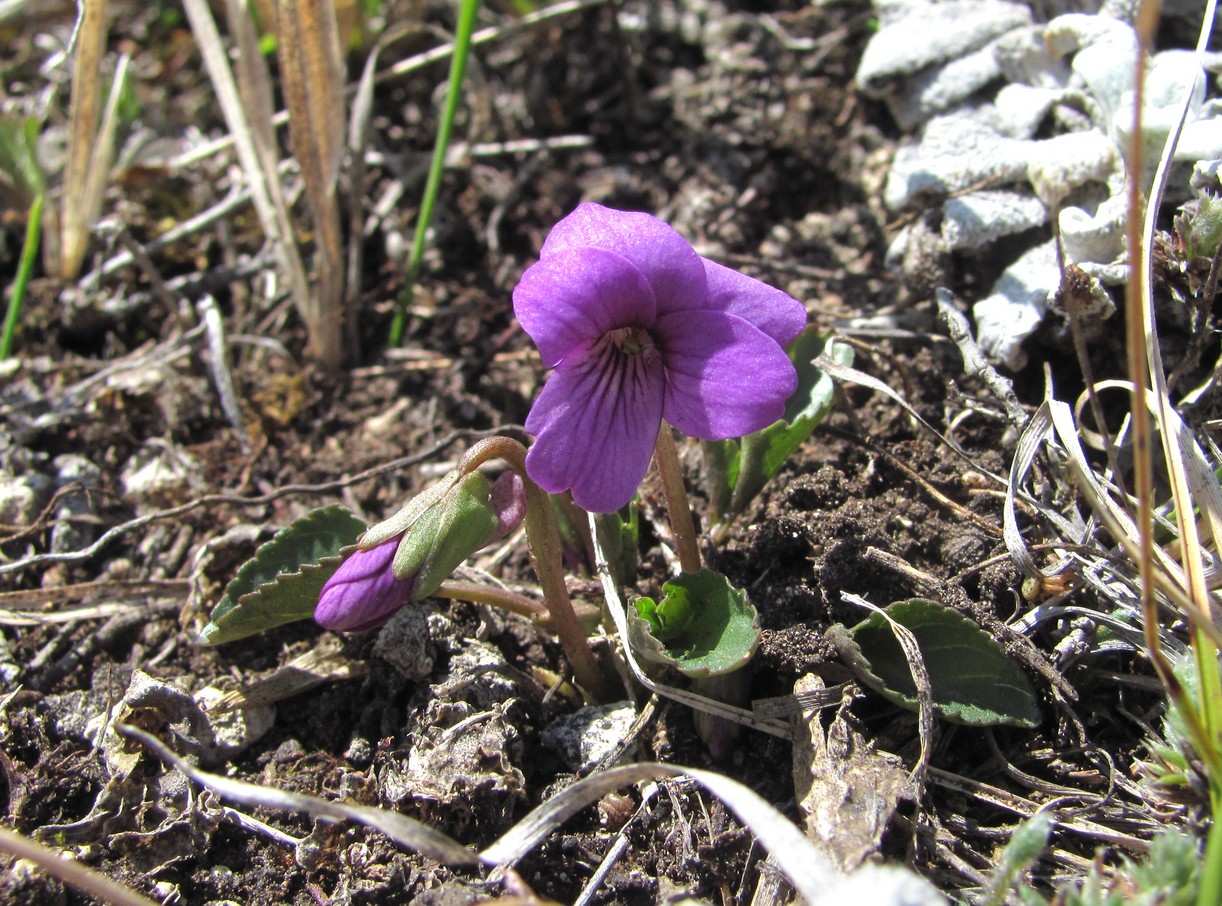 Изображение особи Viola somchetica.