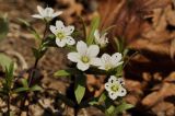 Pseudostellaria rigida