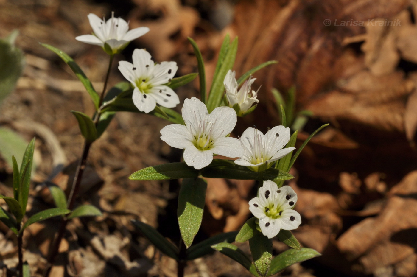 Изображение особи Pseudostellaria rigida.