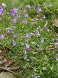 Campanula abietina. Цветущие растения. Украина, Закарпатская обл., Тячевский р-н, с. Усть-Черная, подъем на г. Климова. 23.06.2010.