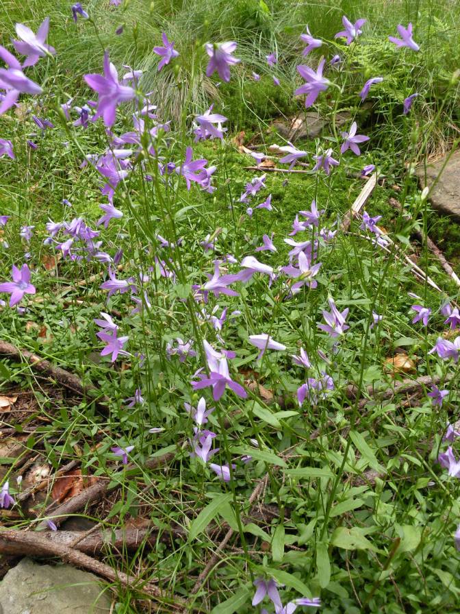 Изображение особи Campanula abietina.