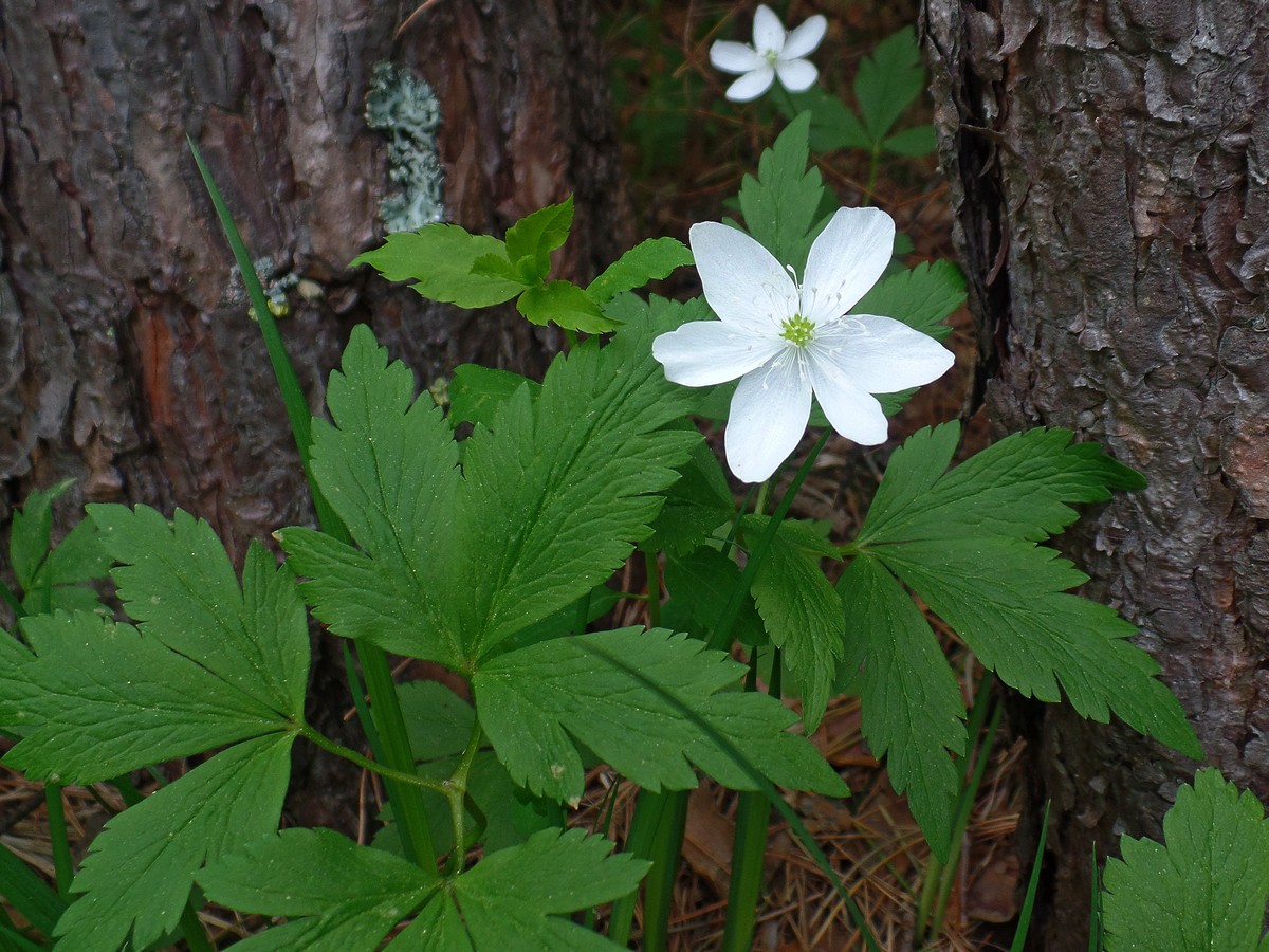 Изображение особи Anemone umbrosa.