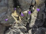 Campanula daghestanica