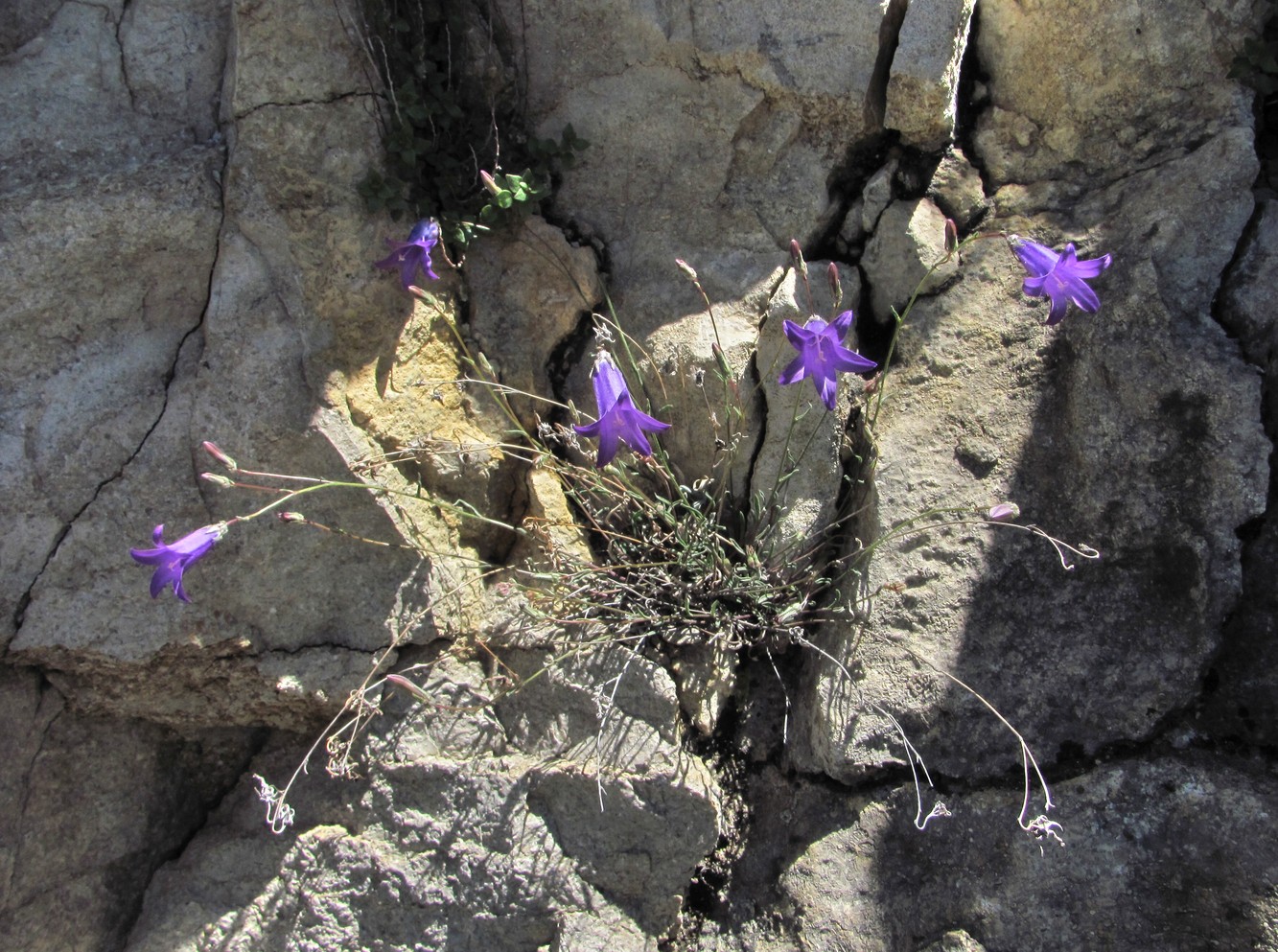 Изображение особи Campanula daghestanica.