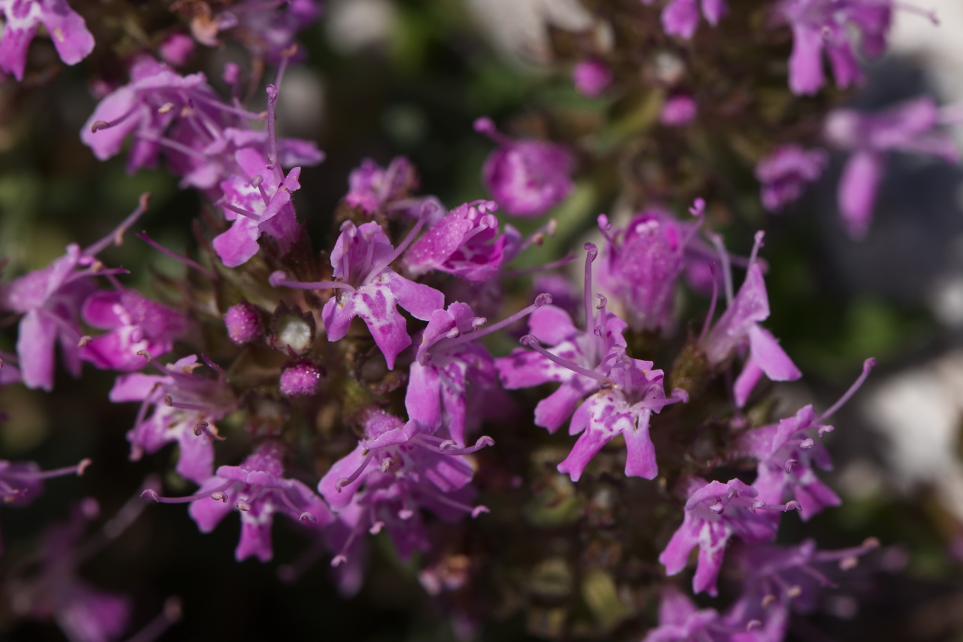 Изображение особи Thymus seravschanicus.