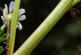 Anthemis cotula