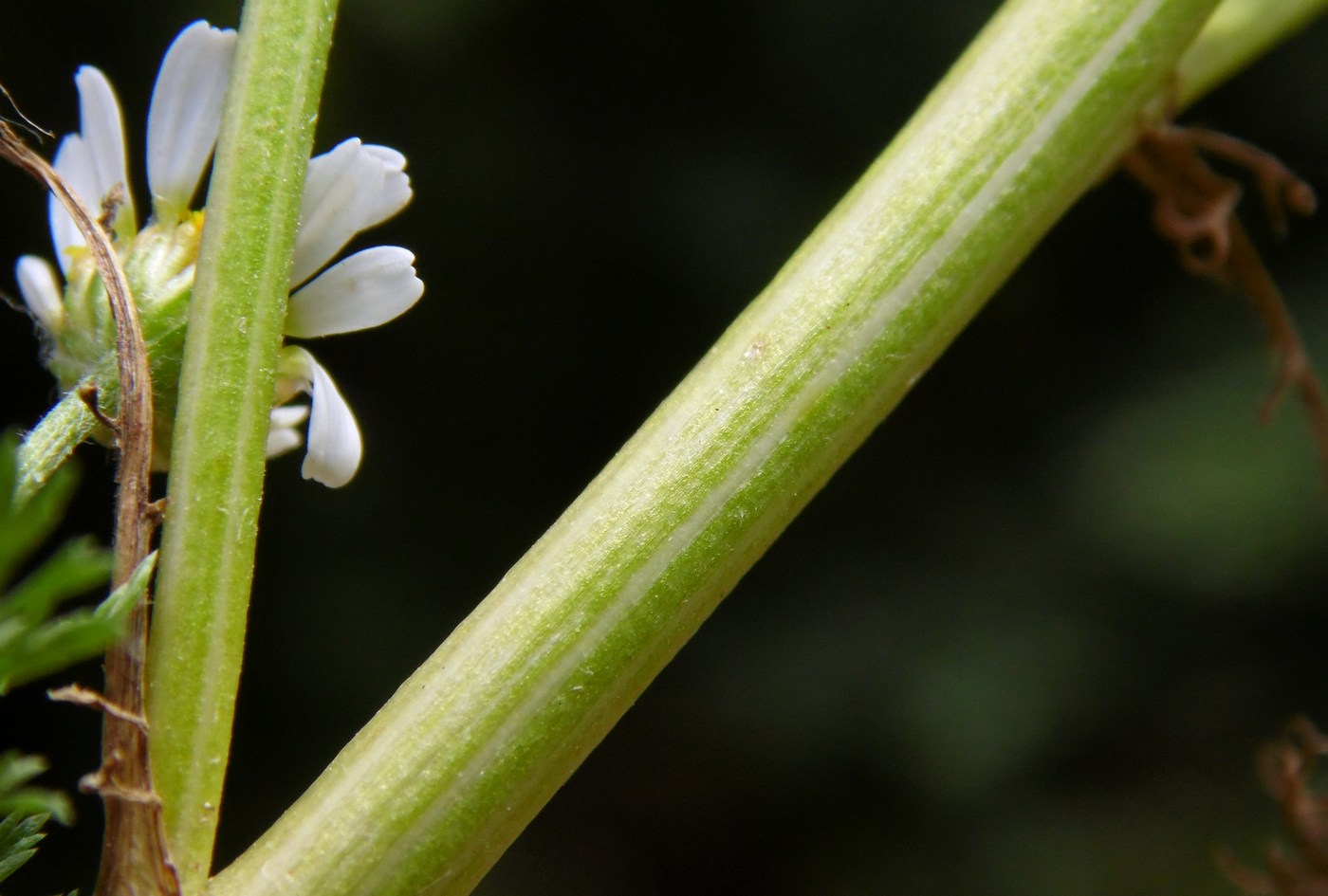 Image of Anthemis cotula specimen.