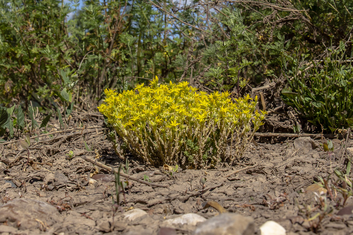 Image of Sedum acre specimen.