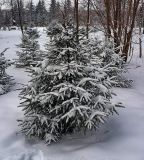 Picea abies. Молодое зимующее дерево. Чувашия, г. Шумерля, городской парк. 9 января 2009 г.