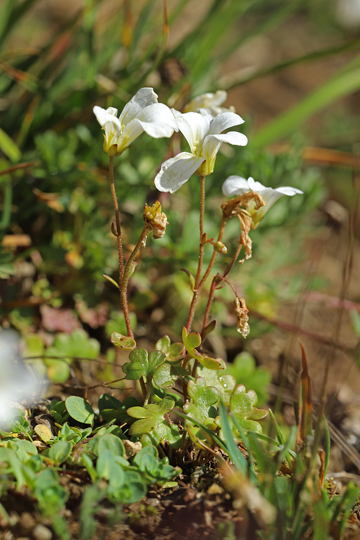 Image of Saxifraga sibirica specimen.